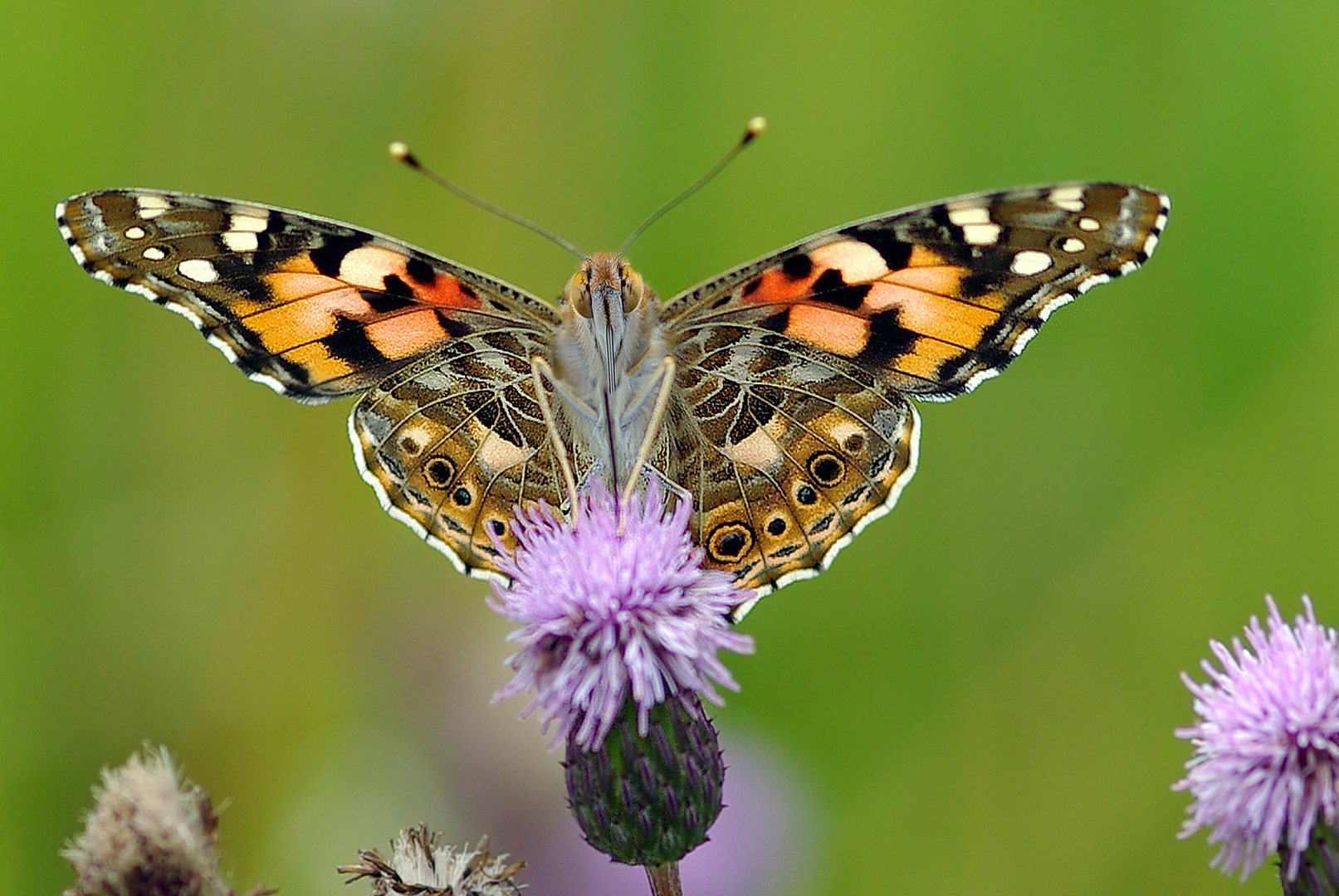 Distelfalter auf Distel