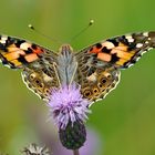 Distelfalter auf Distel