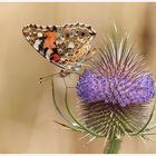 Distelfalter auf Distel