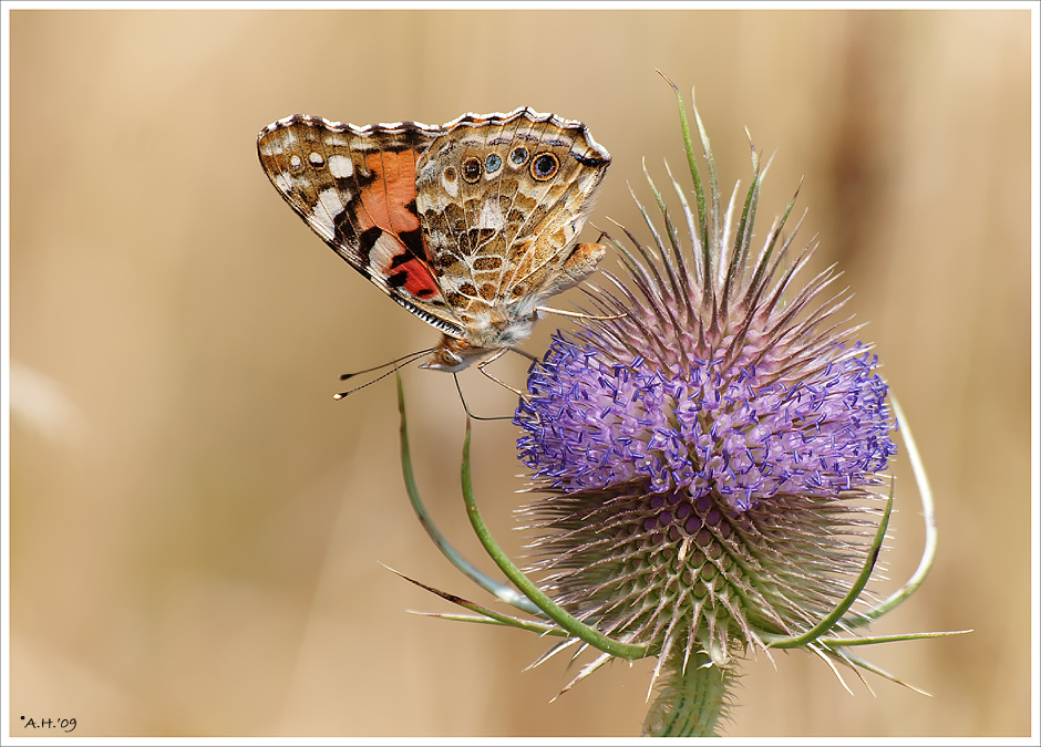 Distelfalter auf Distel