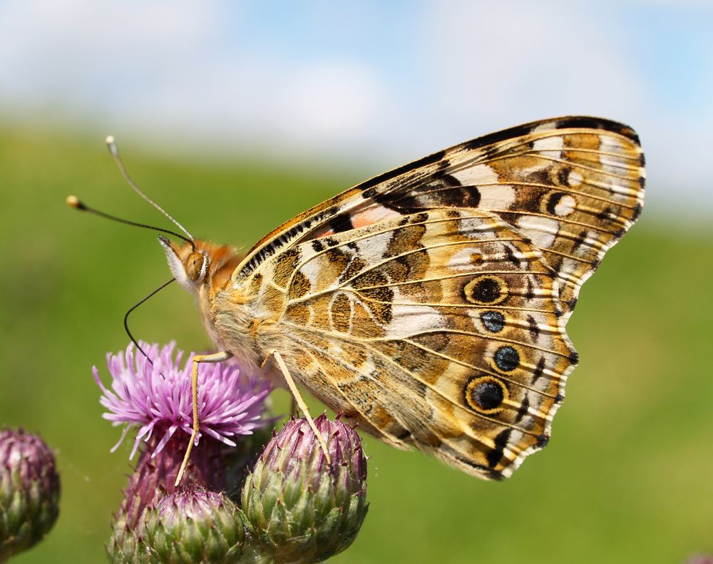 Distelfalter auf Distelblüte