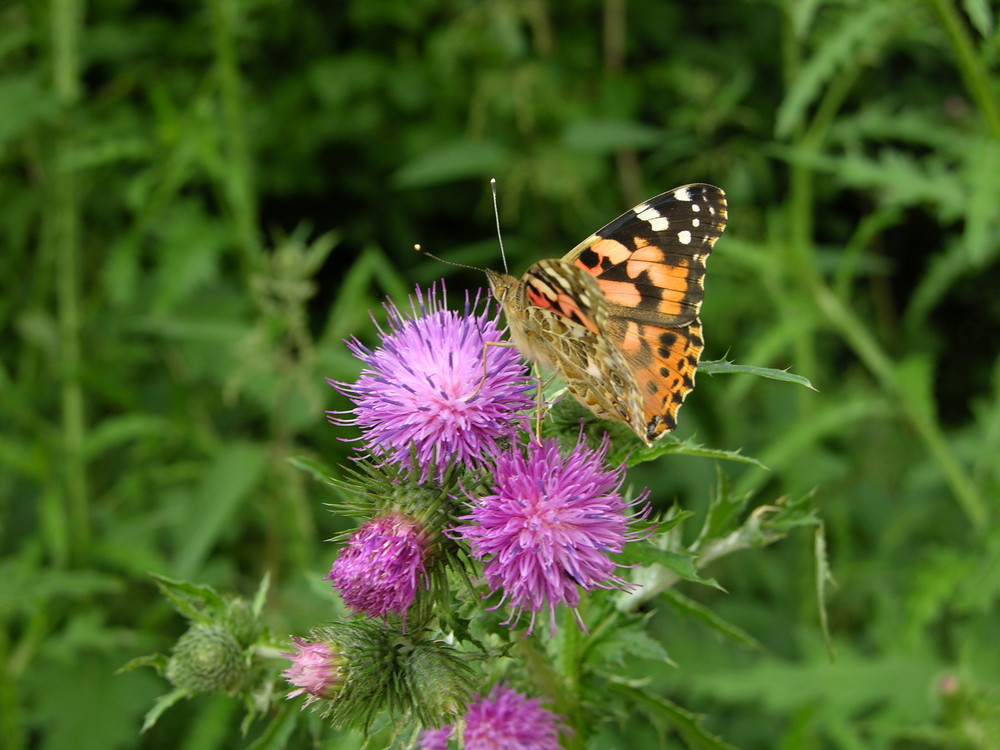 Distelfalter auf Distelblüte