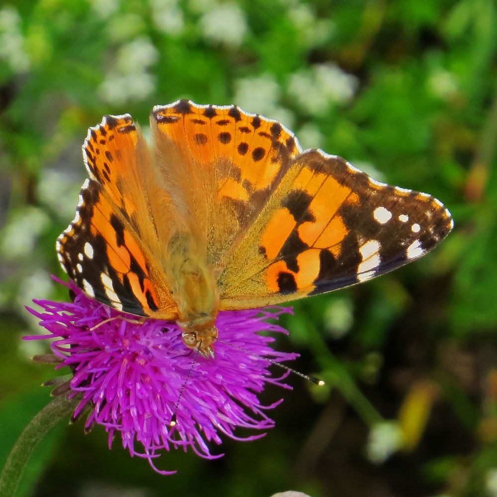 Distelfalter auf Distelblüte