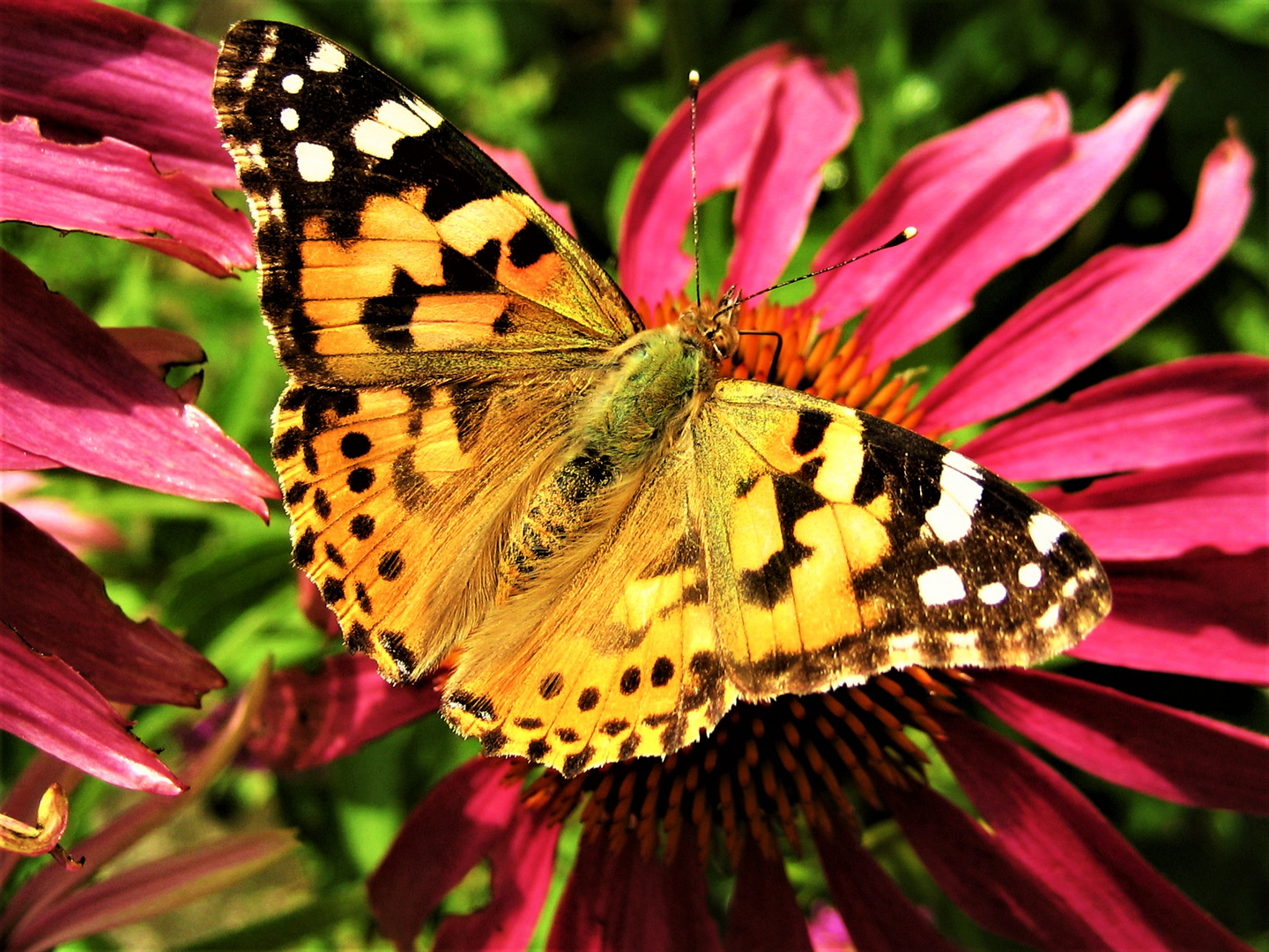 Distelfalter auf Echinacea