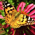 Distelfalter auf Echinacea