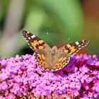 Distelfalter auf einem Schmetterlingsflieder