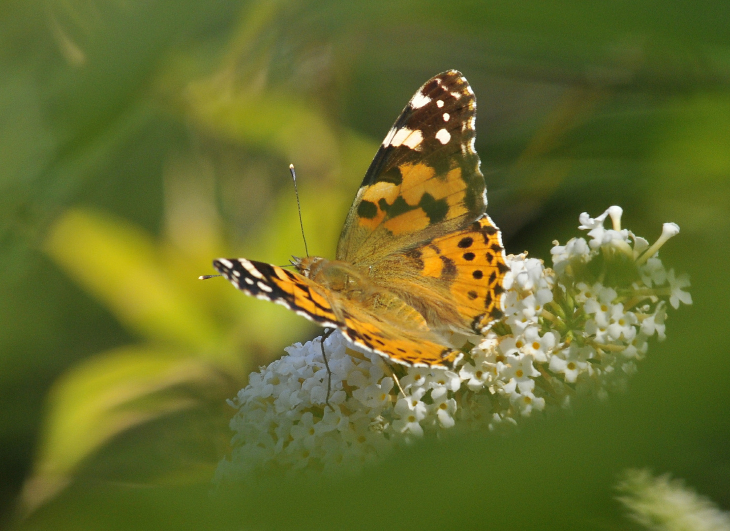 Distelfalter auf einem Schmetterlingsflieder