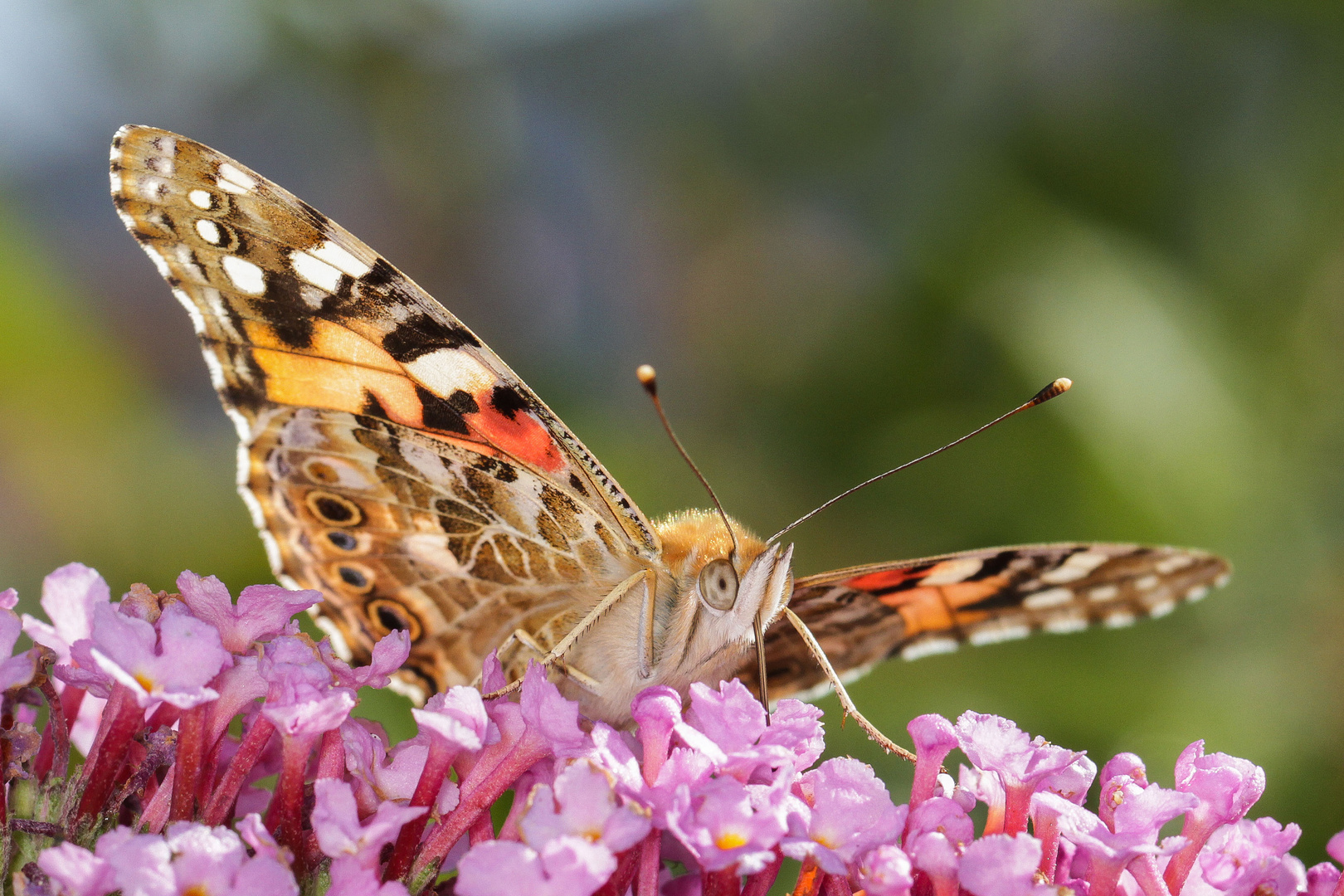 Distelfalter auf einer Blüte