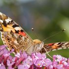 Distelfalter auf einer Blüte