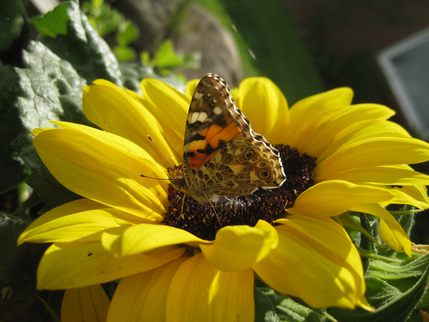 Distelfalter auf einer Sonnenblume!