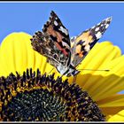 Distelfalter auf einer Sonnenblume