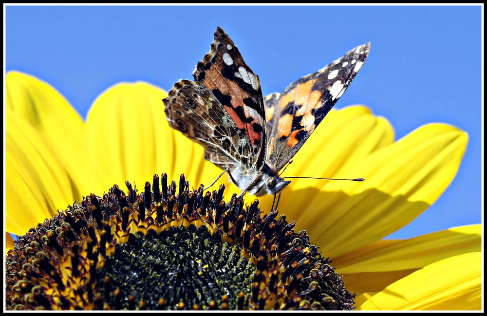 Distelfalter auf einer Sonnenblume