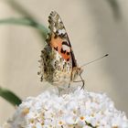 Distelfalter auf Flieder im Garten