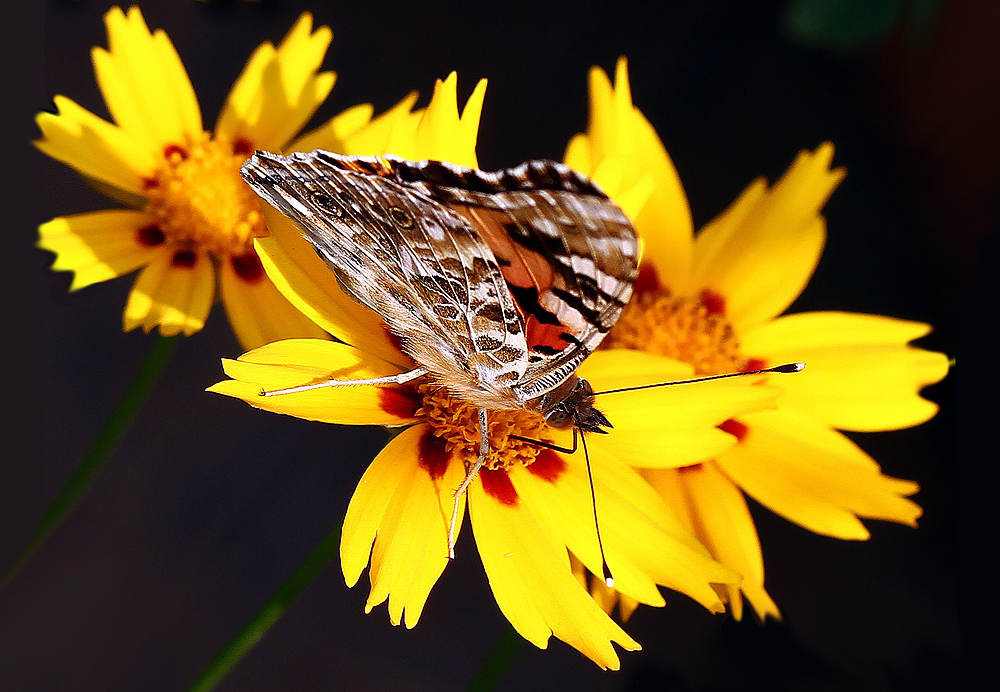 Distelfalter auf gelber Blüte