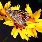 Distelfalter auf gelber Blüte