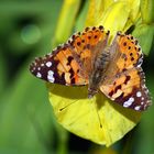 Distelfalter auf gelber Iris