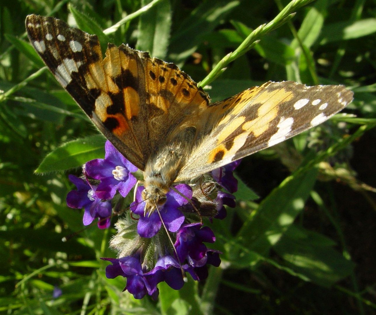 Distelfalter auf Gemeiner Ochsenzunge (Anchusa officinalis)