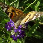 Distelfalter auf Gemeiner Ochsenzunge (Anchusa officinalis)