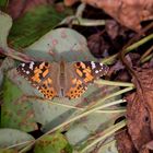  Distelfalter auf Herbstlaub