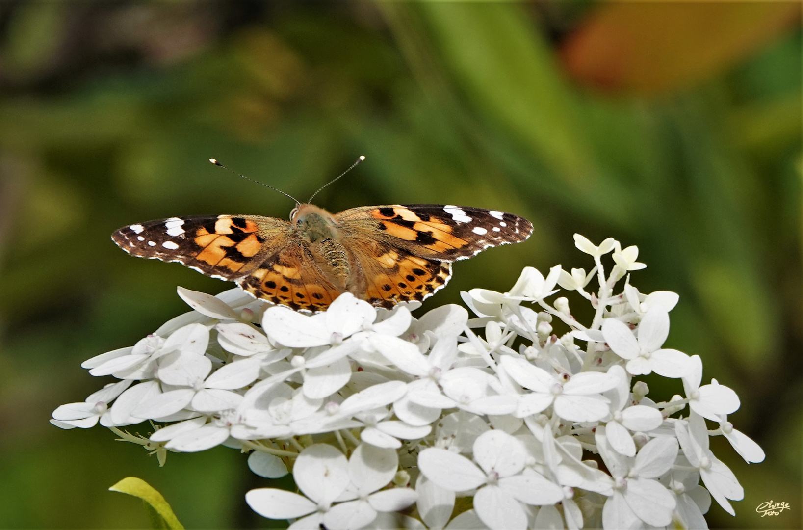 Distelfalter auf Hortensienblüten