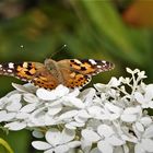 Distelfalter auf Hortensienblüten