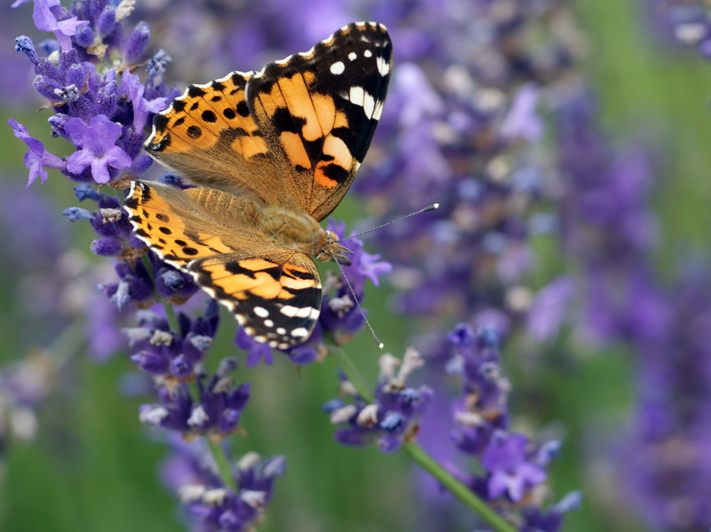 Distelfalter auf Lavendel...