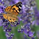 Distelfalter auf Lavendel...