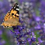 Distelfalter auf Lavendel (2)