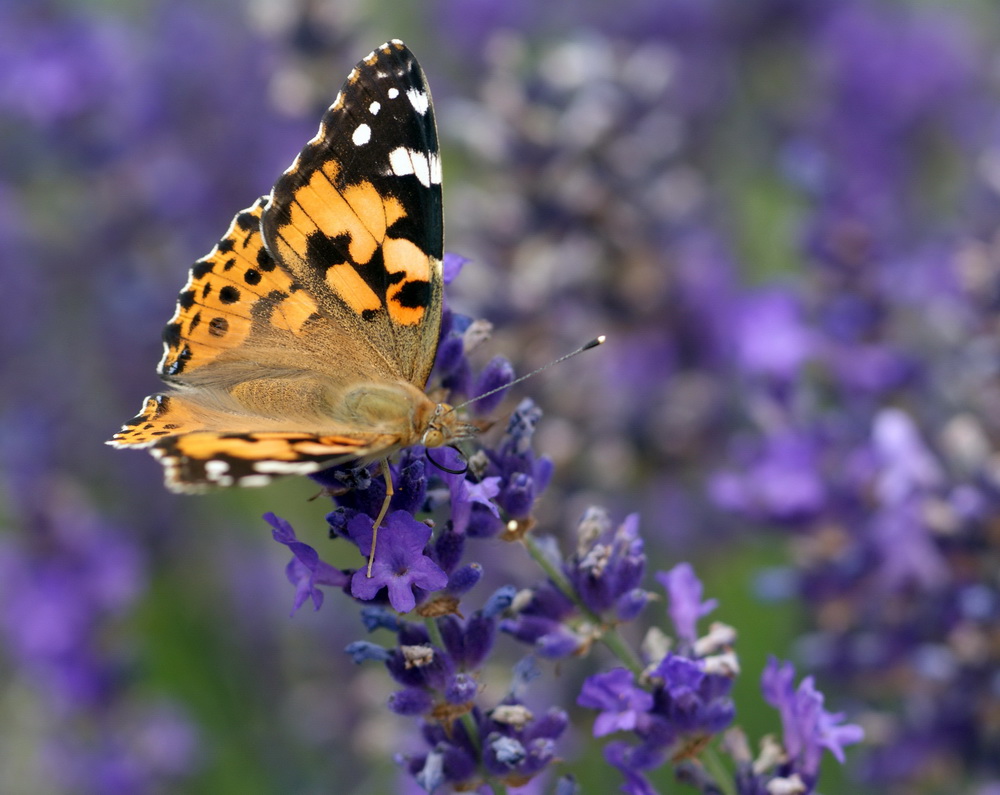 Distelfalter auf Lavendel (2)