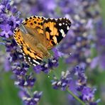 Distelfalter auf Lavendel (3)