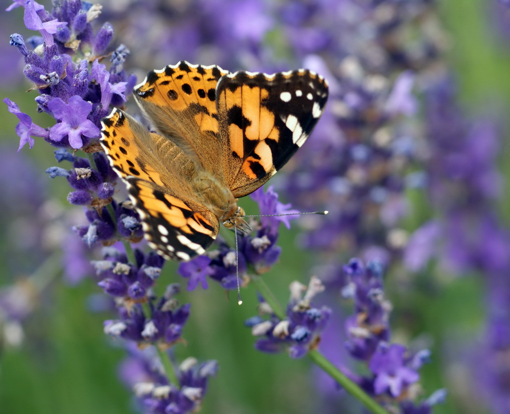 Distelfalter auf Lavendel (3)