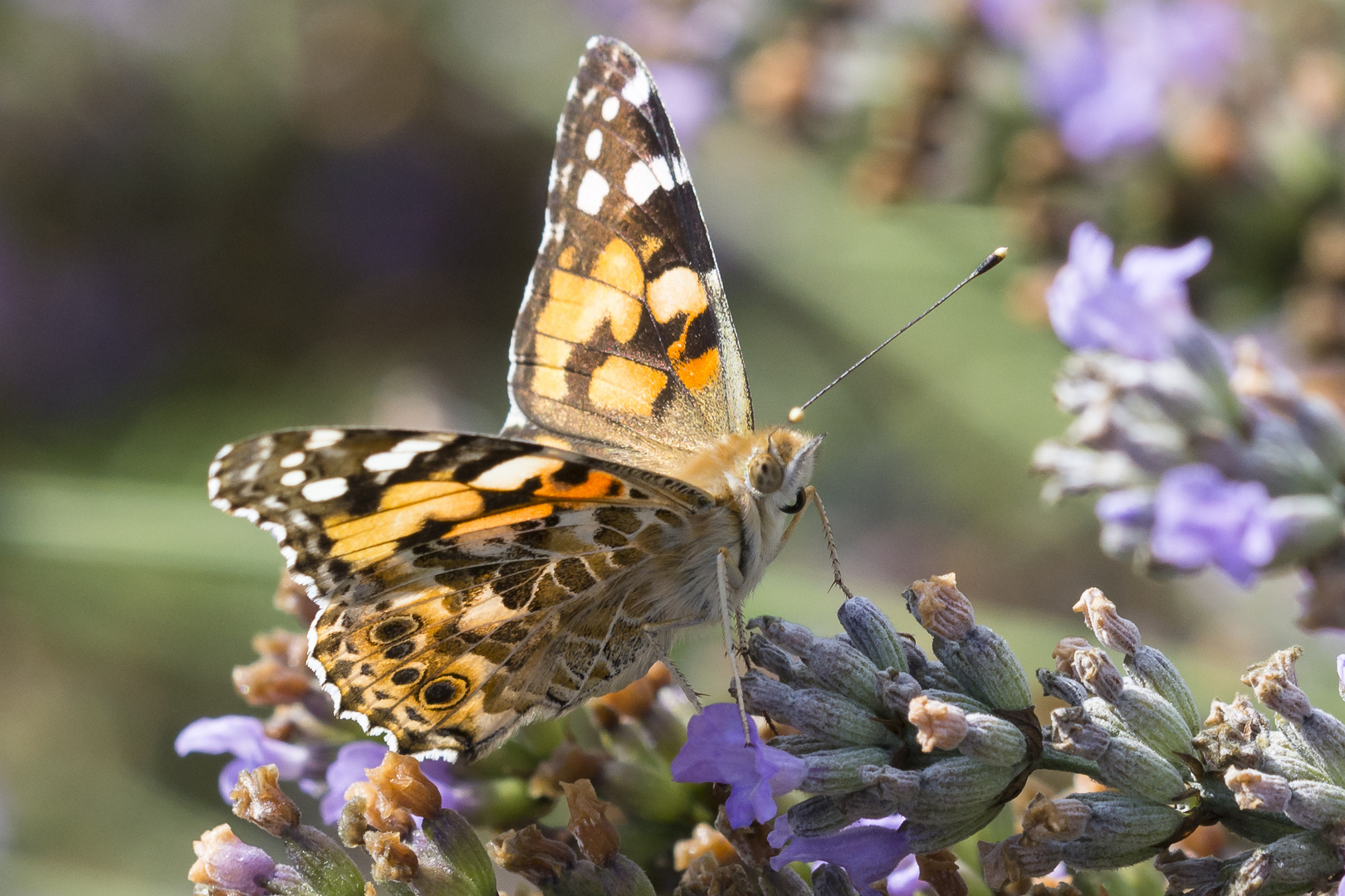 Distelfalter auf Lavendel