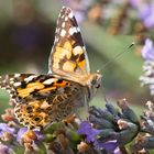 Distelfalter auf Lavendel