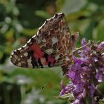 Distelfalter auf Lavendel bea