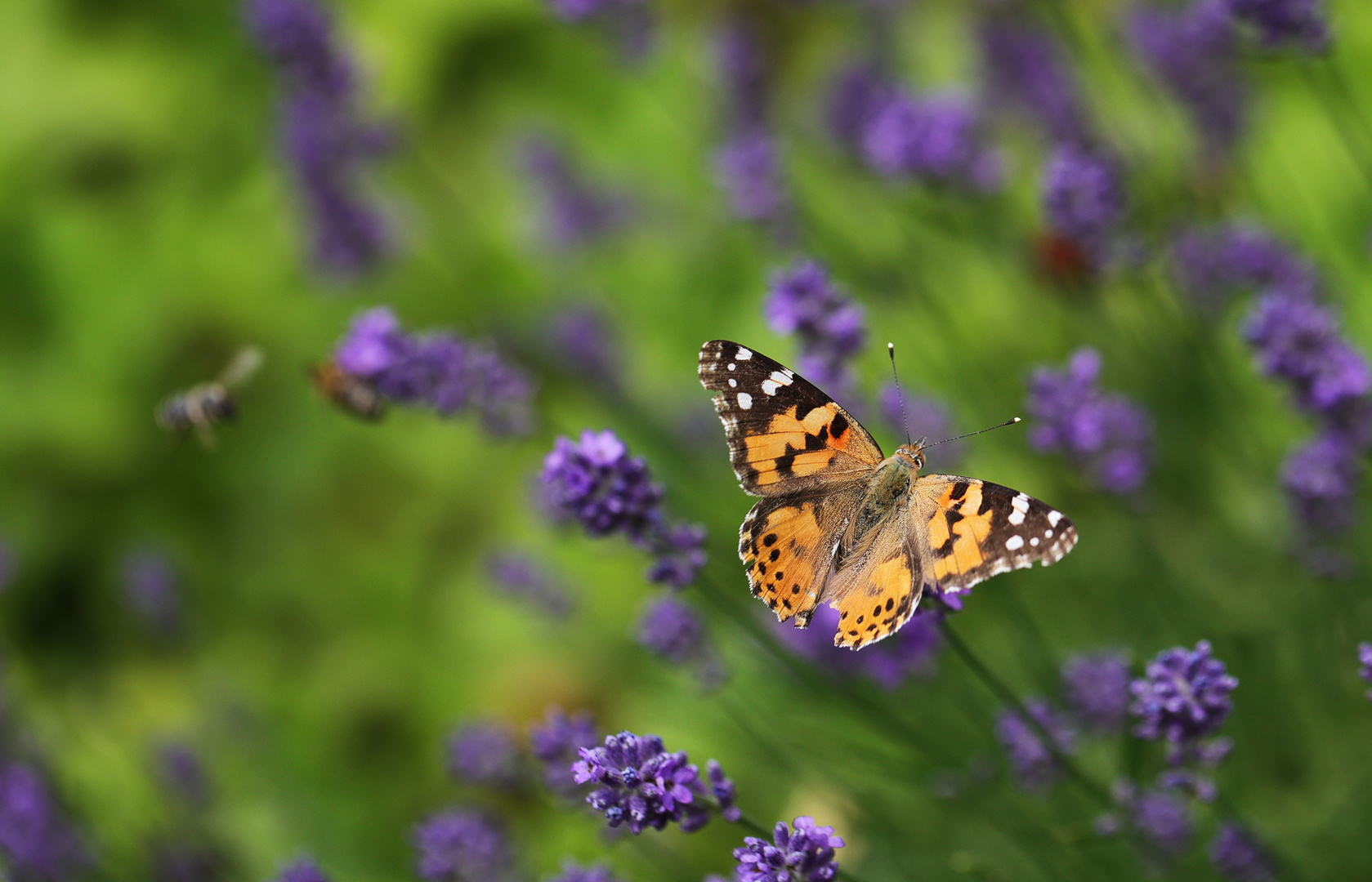 Distelfalter auf Lavendel