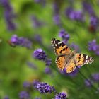 Distelfalter auf Lavendel