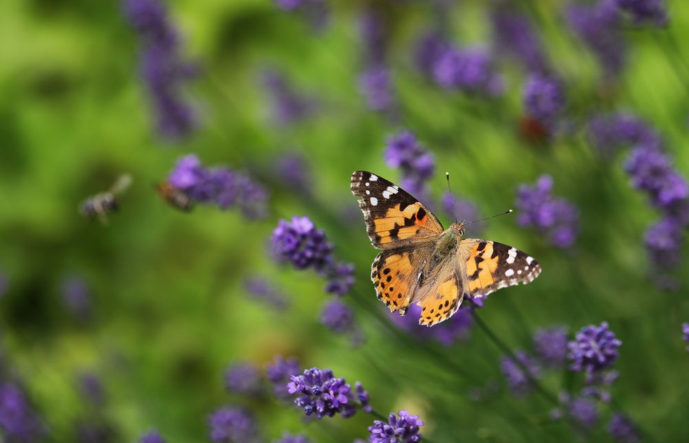 Distelfalter auf Lavendel