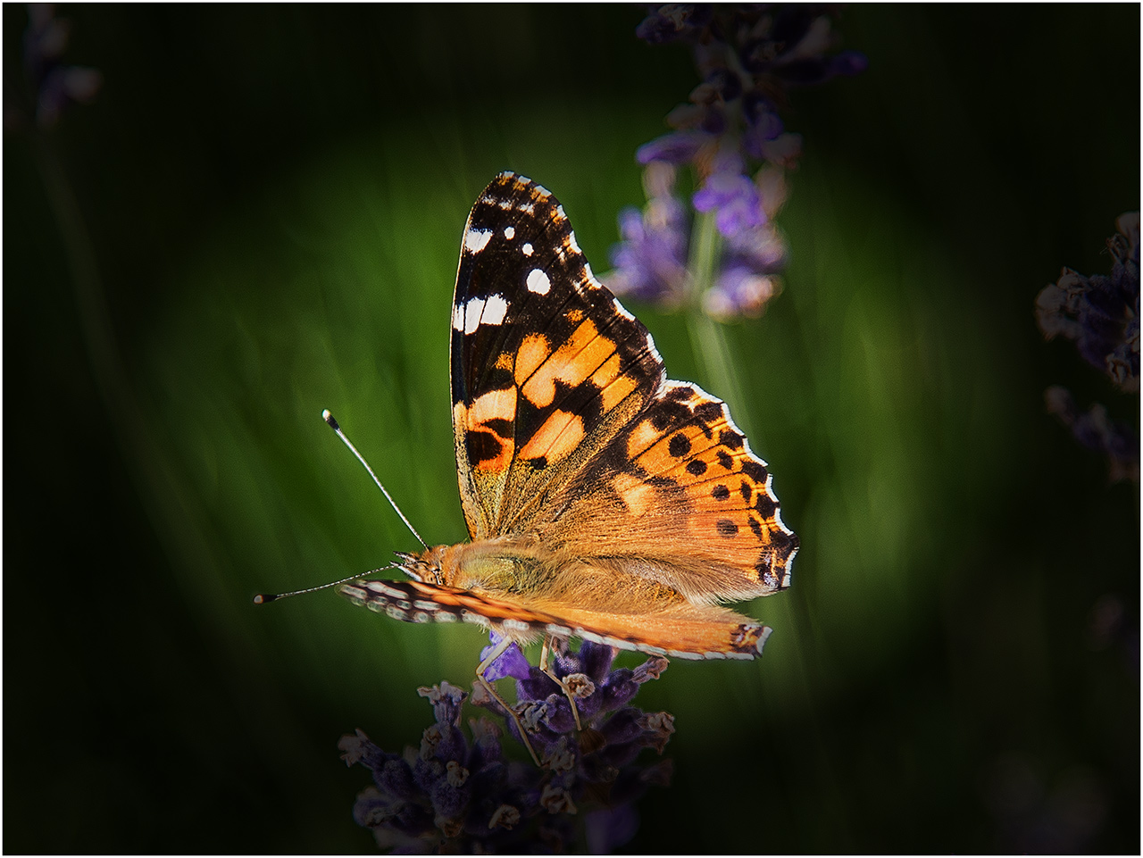 Distelfalter auf Lavendel