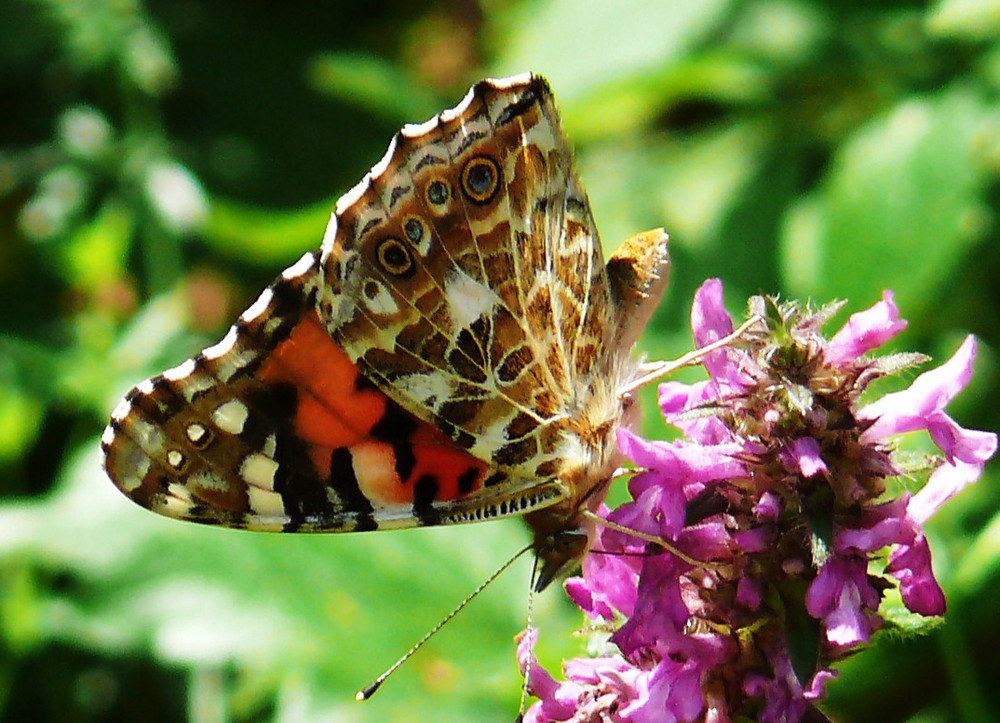 Distelfalter auf Lavendel