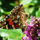 Distelfalter auf Lavendel