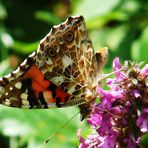 Distelfalter auf Lavendel