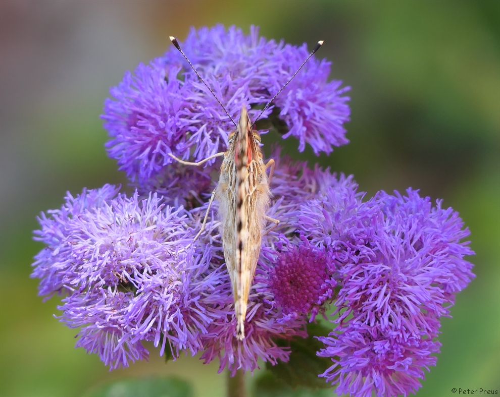 Distelfalter auf Leberbalsam