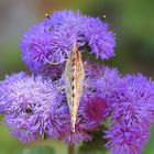 Distelfalter auf Leberbalsam