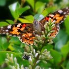 Distelfalter auf Ligusterhecke