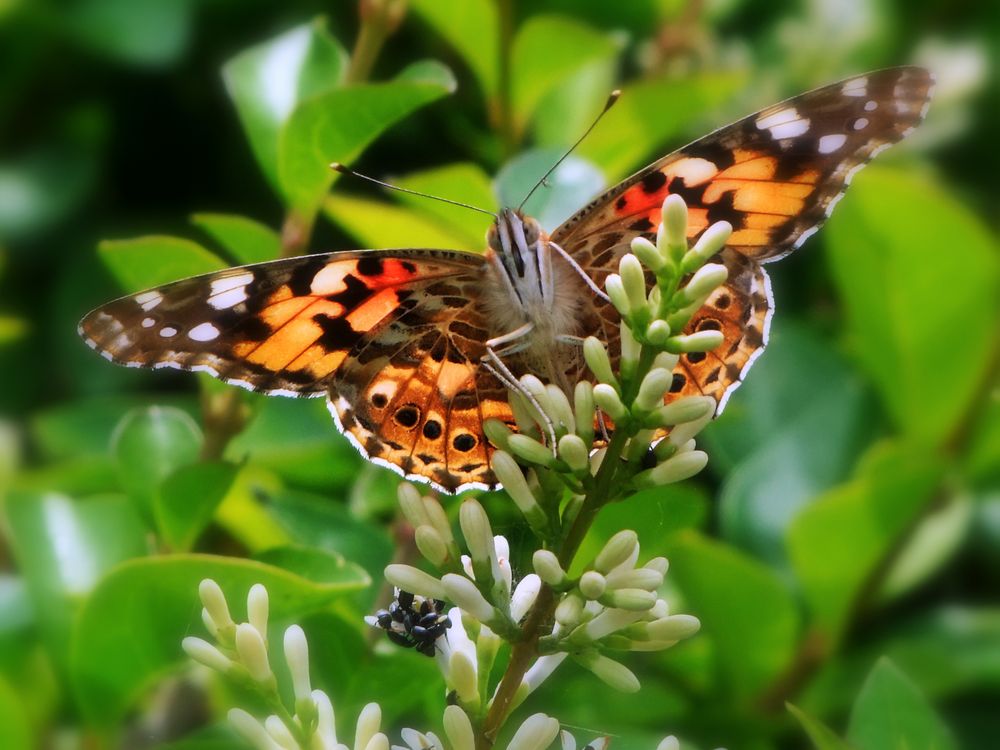 Distelfalter auf Ligusterhecke