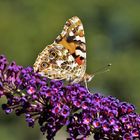 Distelfalter auf Mittwochsblümchen...