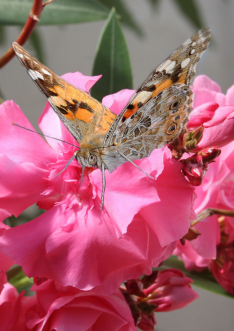 Distelfalter auf Oleander