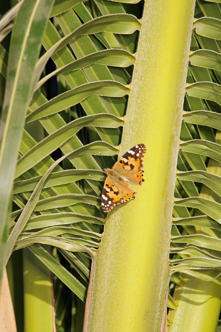 Distelfalter auf Palmwedel