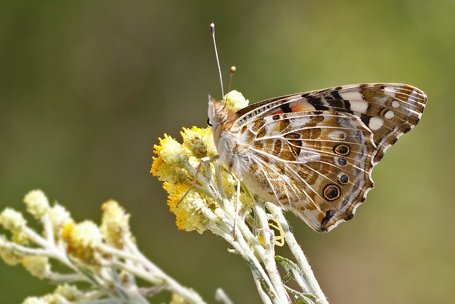 Distelfalter auf Sandstrohblume