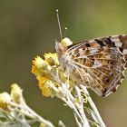 Distelfalter auf Sandstrohblume